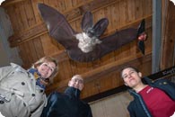 Fledermaus-Ausstellung Orth